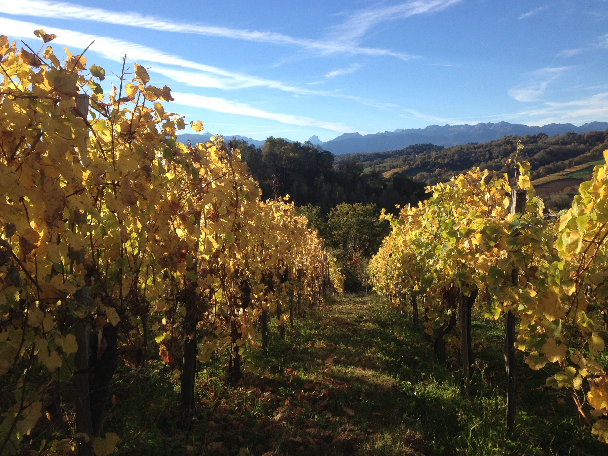 Vignes du Cru Lamouroux