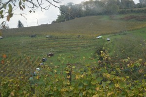 Jeep dans les vignes