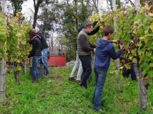 Vendanges au Cru Lamouroux