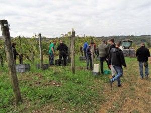 Vendanges au Cru Lamouroux